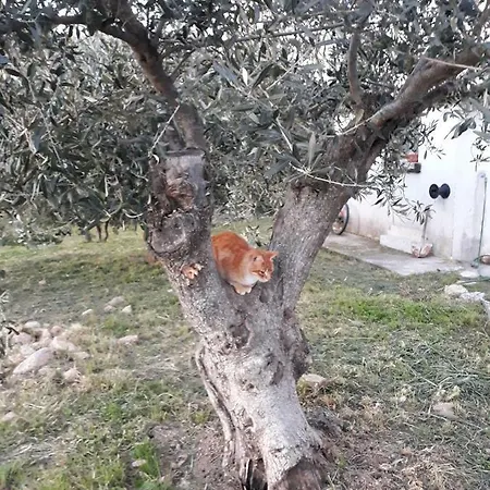 Sa Mendula *